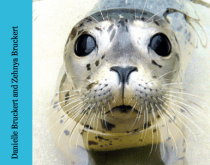all about seals