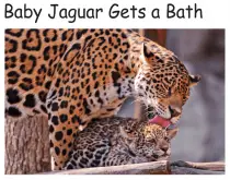 baby jaguar