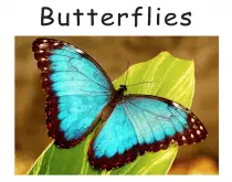 butterflies