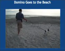 domino goes to the beach