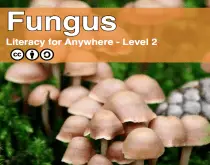 Fungus, Types of Mushrooms