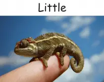 little