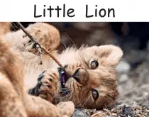 little lion