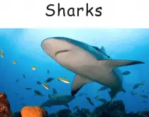 sharks