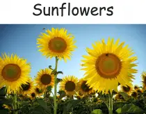 sunflower