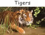 tigers