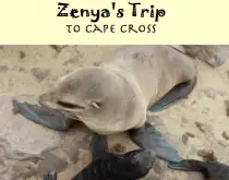 zenyas trip to cape cross seal photo story book