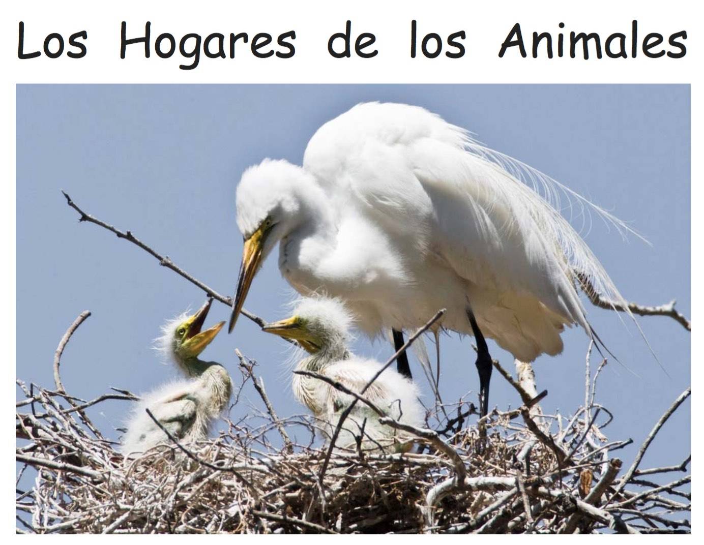 Animal Homes Spanish Book for Children