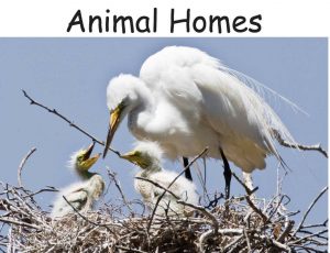 Animal Homes