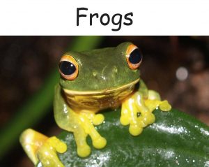 frogs non-fiction