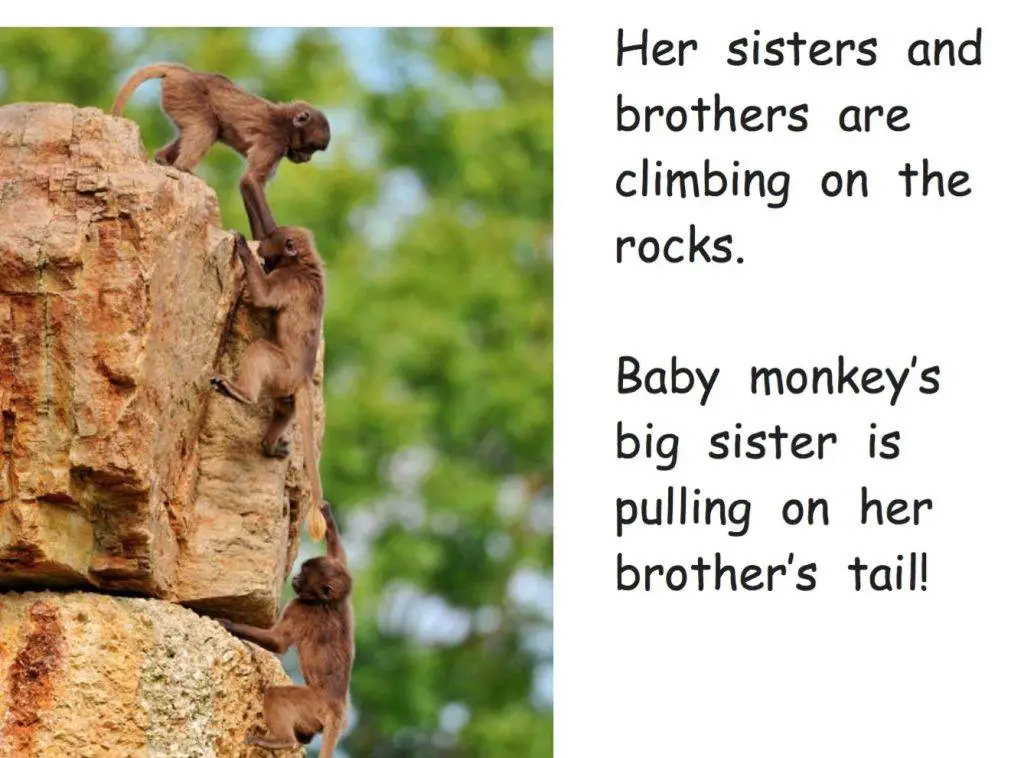 Monkey Adventure Sample Page