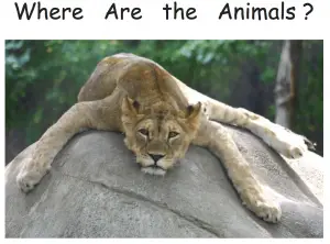 where are the animals?