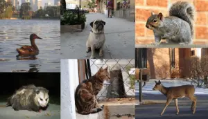 Animals in the City