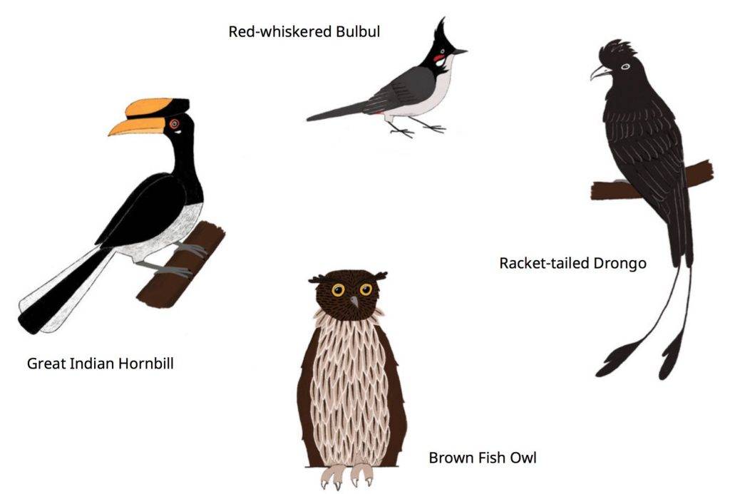 Early nature projects about birds