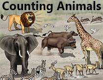 counting animals