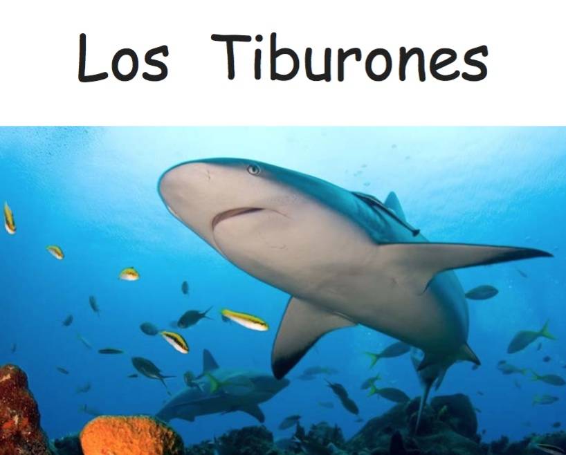 how to say sharks in spanish