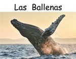 los ballenas whales Spanish version
