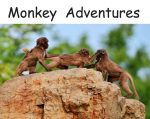 monkey adventures