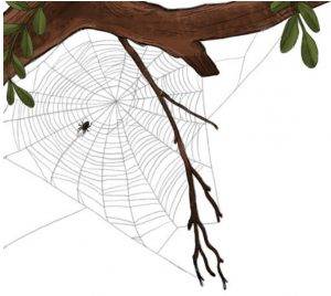 spiders biology picture book