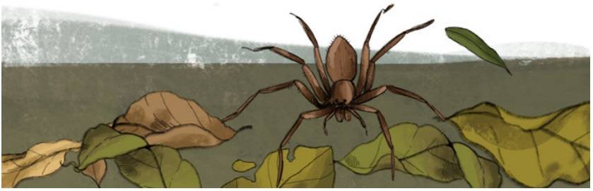 spiders biology picture book