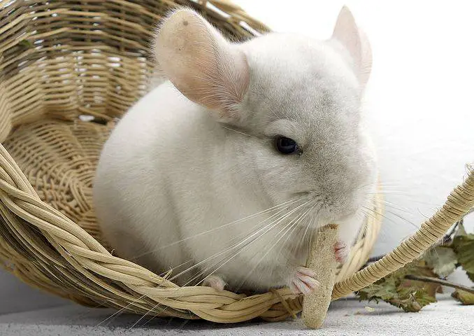 all about chinchillas