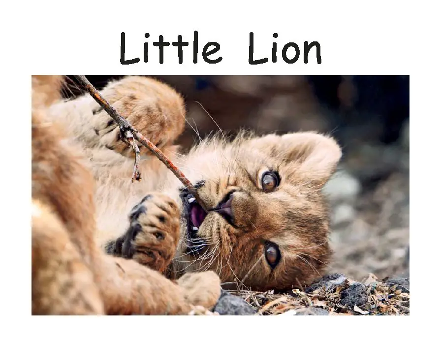 Little lion перевод. Mustard Baby Lion.