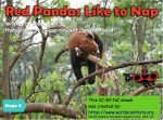 red panda naps early reader