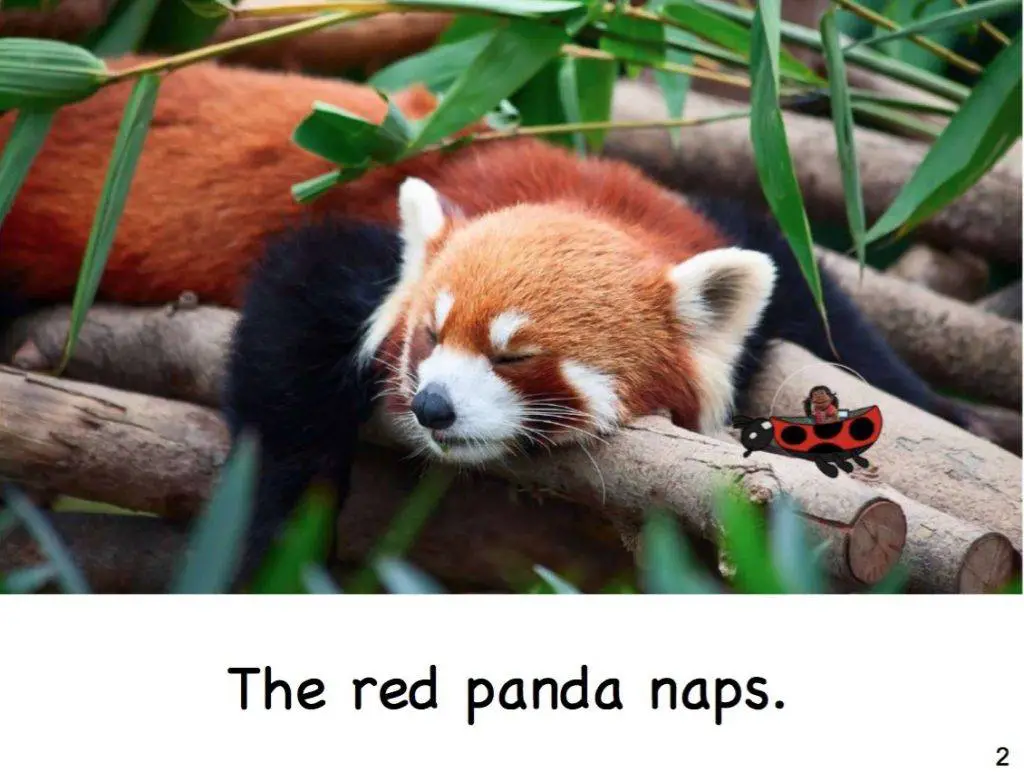 red panda naps early reader