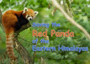 red panda conservation book elementary school