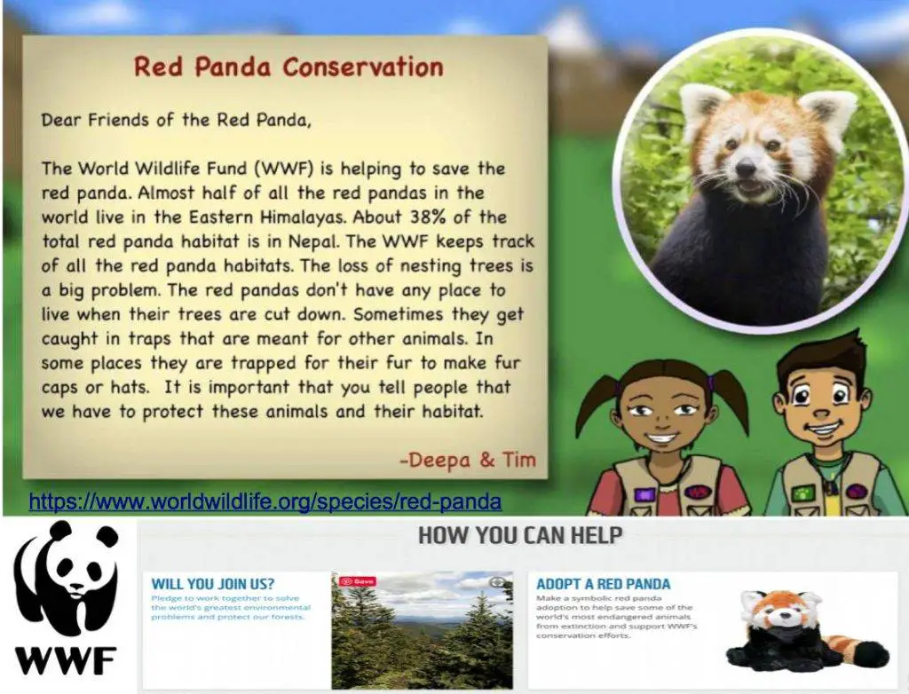 red panda conservation book elementary school