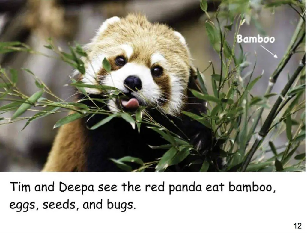 red panda conservation book elementary school