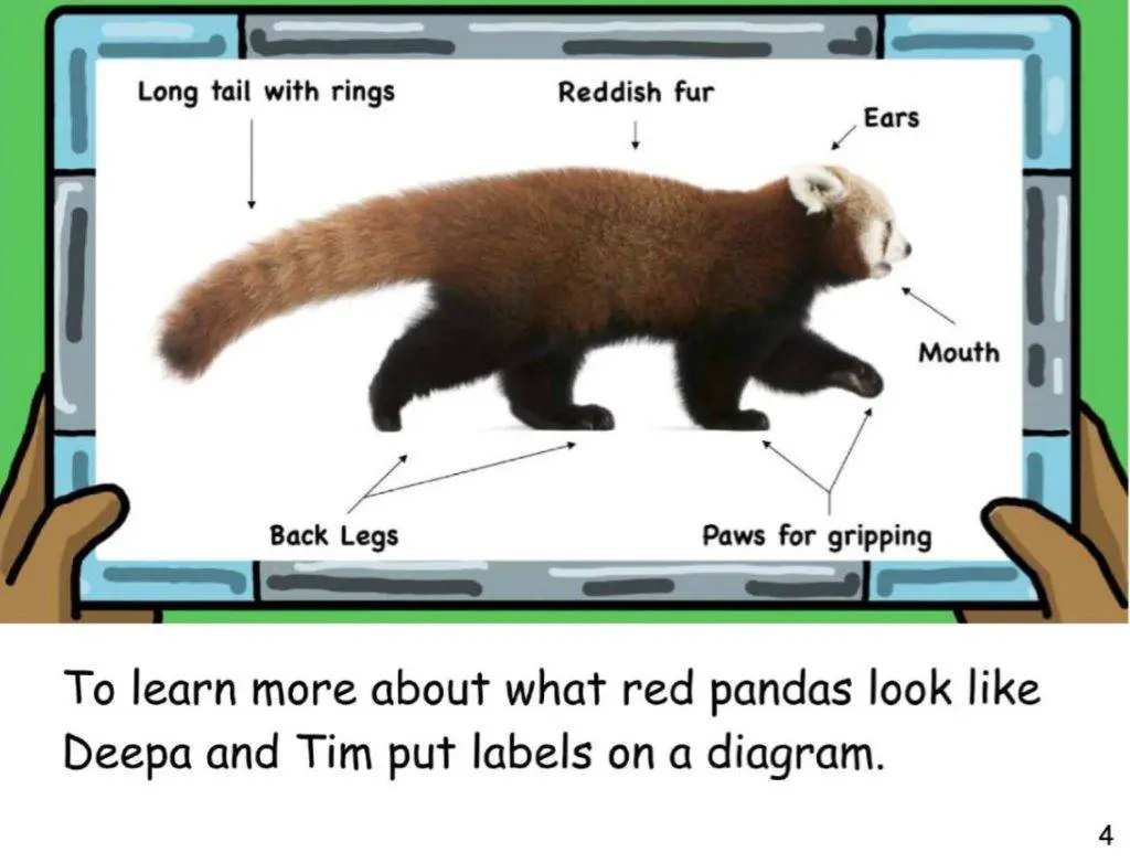 The red panda 8 grade