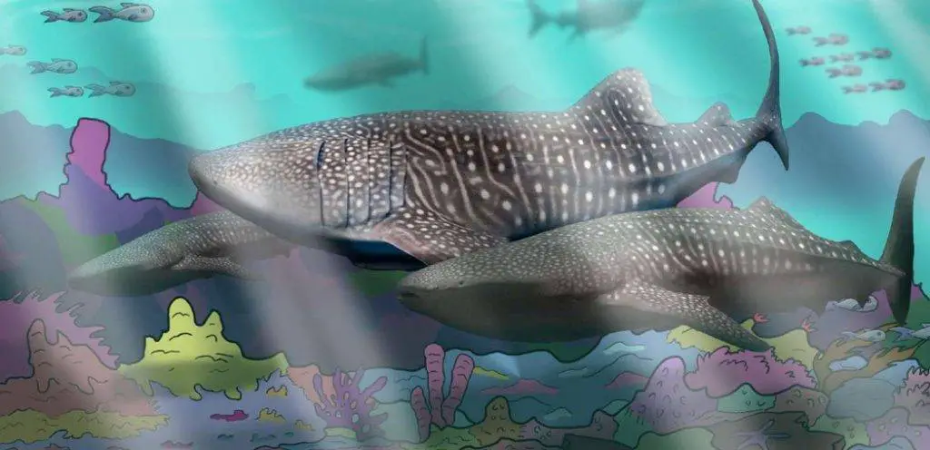 datiz and the whale shark coral reef conservation story