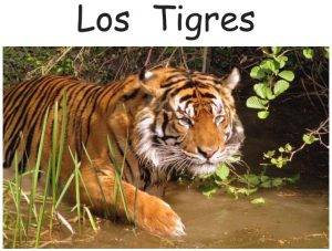 Los Tigres