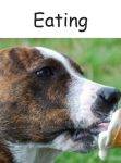 Animals Eating early reader free childrens ebook cover