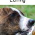 Animals Eating – Early Reader